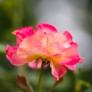 Meet your Posher, Patti